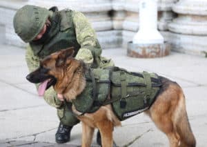 Вожатые служебных собак инженерного подразделения ВВО