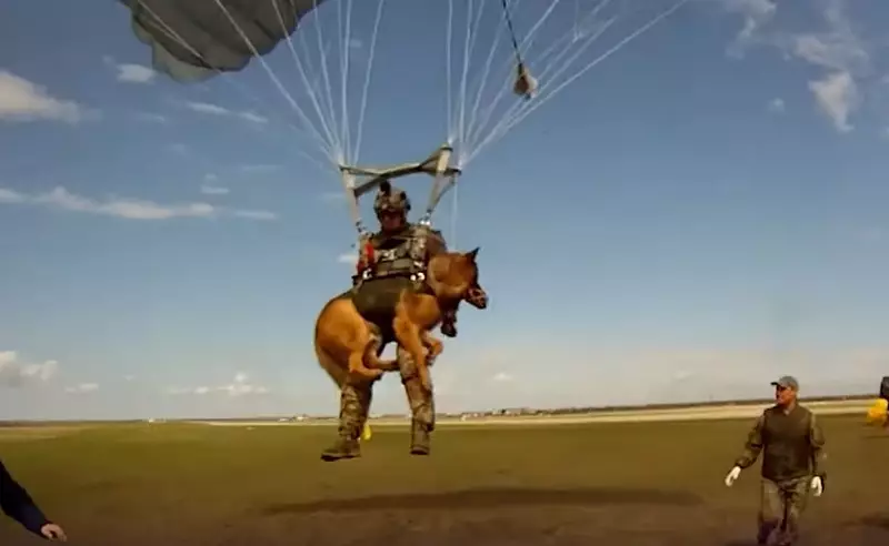 парашютные системы, позволяющие совершать прыжки вместе с собакой