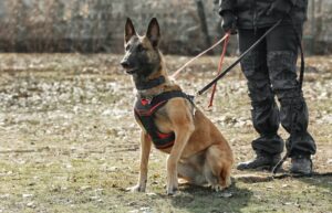 Ростех запустил в производство тестов для обучения собак-саперов
