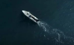 новый боевой морской беспилотник