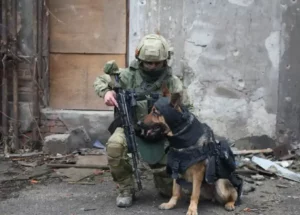 В зоне СВО начались испытания специальной защитной экипировки для собак-сапёров