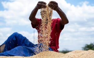 Российское зерно обеспечило 20% годовой потребности отдельных стран Африки
