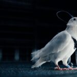 Голубь-биодрон PJN-1 от российского стартапа Neiry